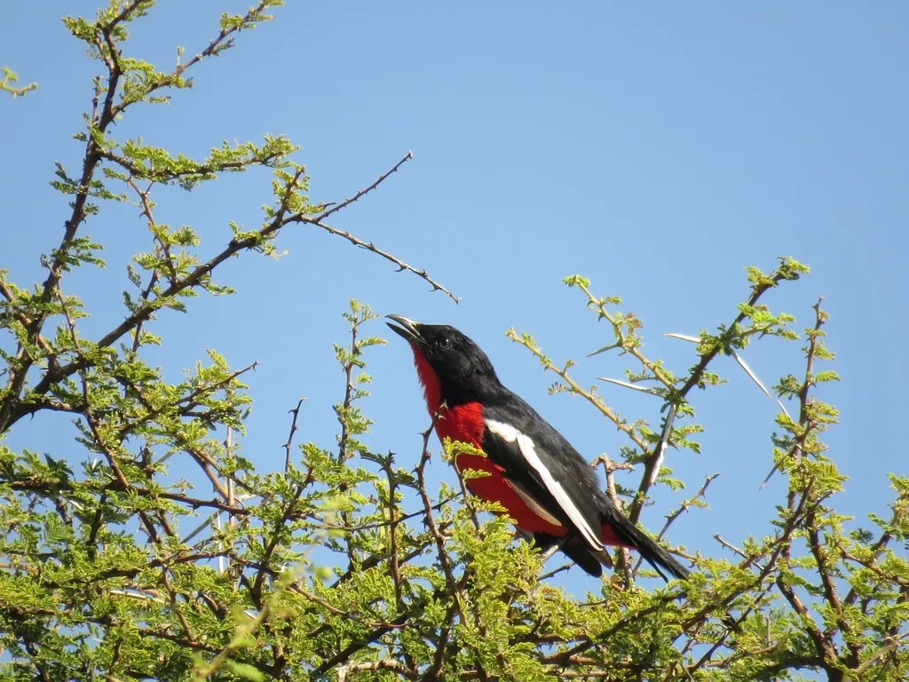 红胸黑鵙（Laniarius atrococcineus）