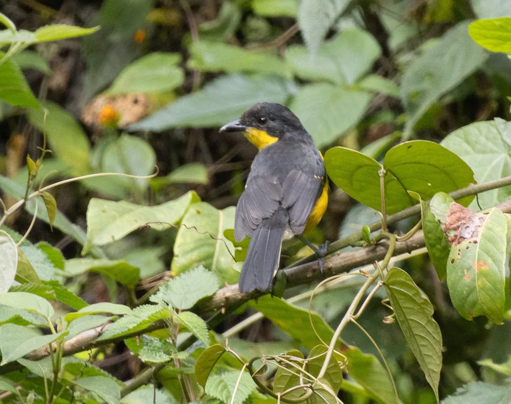 黄胸黑鵙(Laniarius atroflavus)