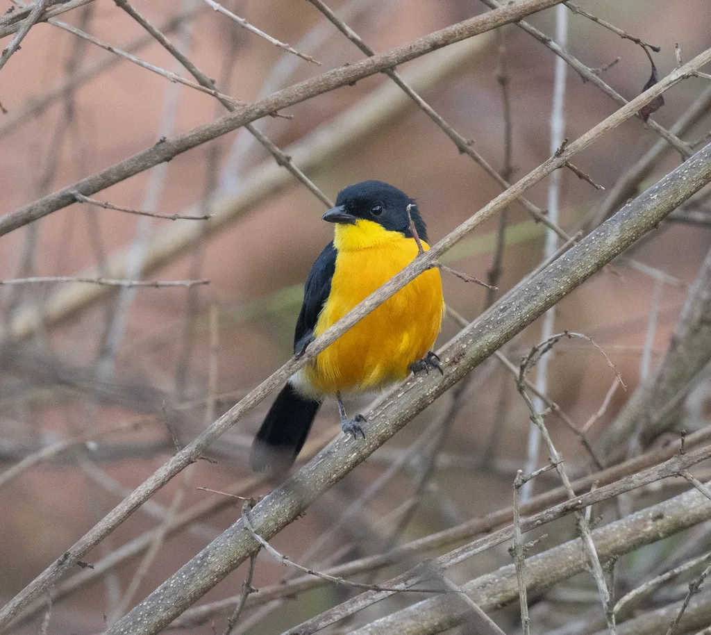 黄胸黑鵙(Laniarius atroflavus)