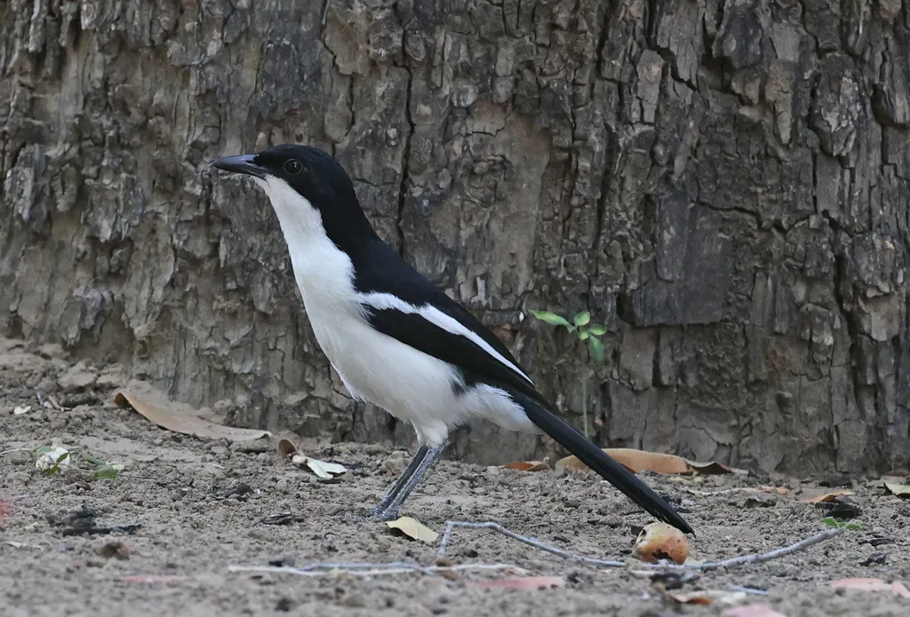 双色黑鵙(Laniarius bicolor)