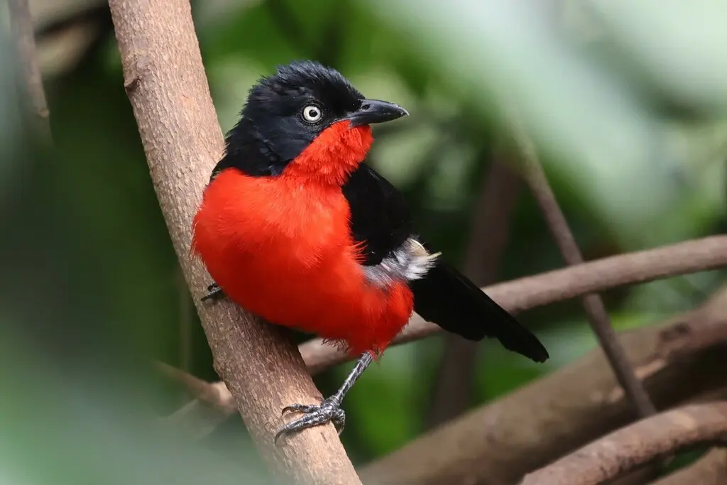 黑头黑鵙(Laniarius erythrogaster)