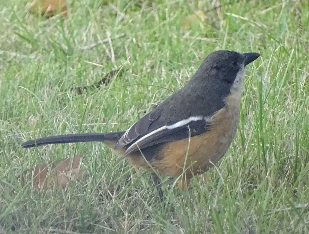 锈色黑鵙(Laniarius ferrugineus)