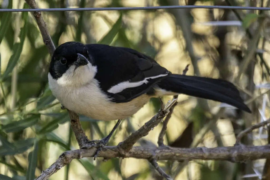 锈色黑鵙(Laniarius ferrugineus)