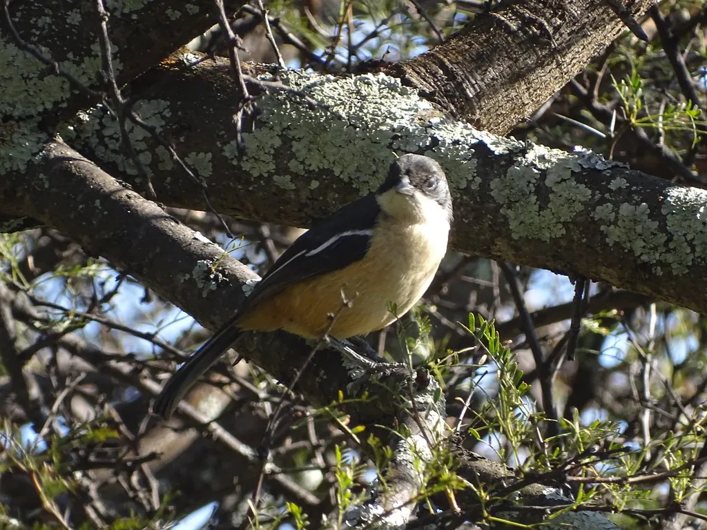 锈色黑鵙(Laniarius ferrugineus)