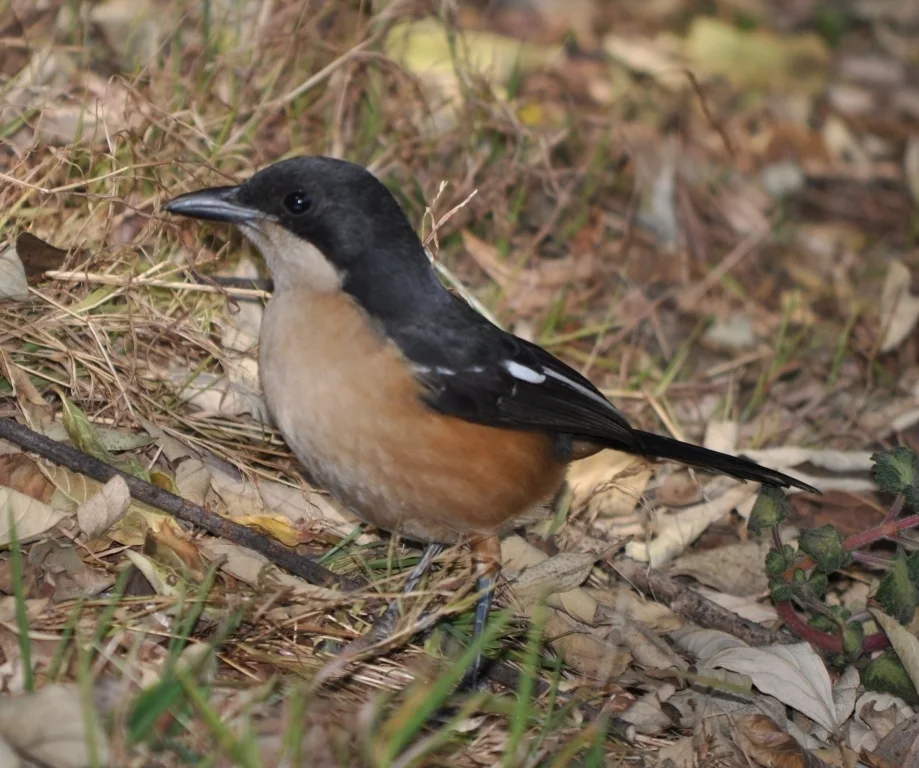 锈色黑鵙(Laniarius ferrugineus)