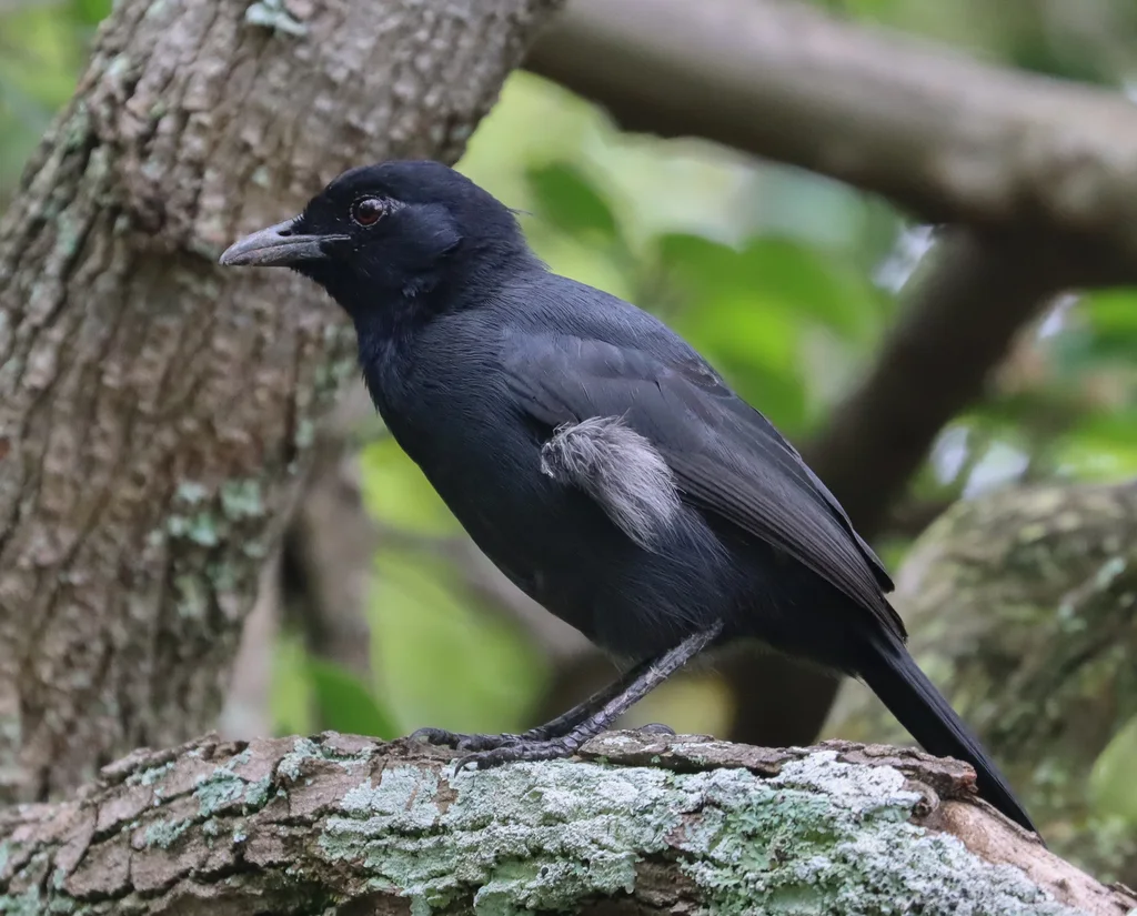 暗色黑鵙(Laniarius funebris)