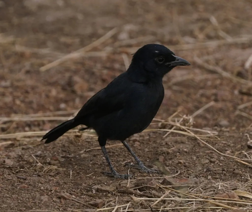 暗色黑鵙(Laniarius funebris)