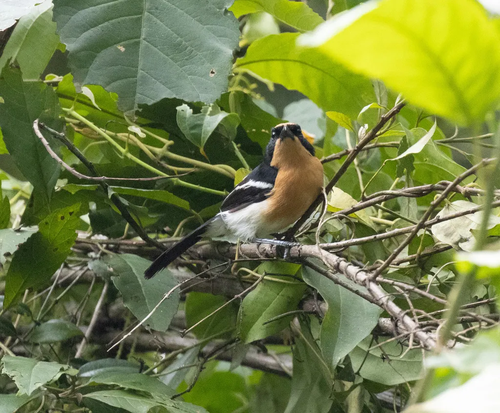 卢氏黑鵙(Laniarius luehderi)