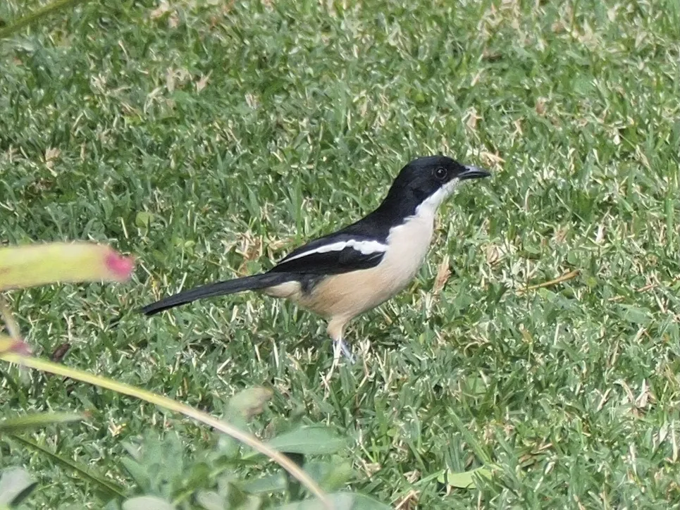 热带黑鵙(Laniarius major)