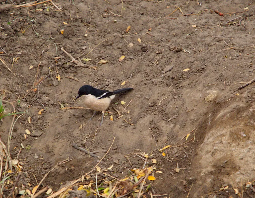 热带黑鵙(Laniarius major)