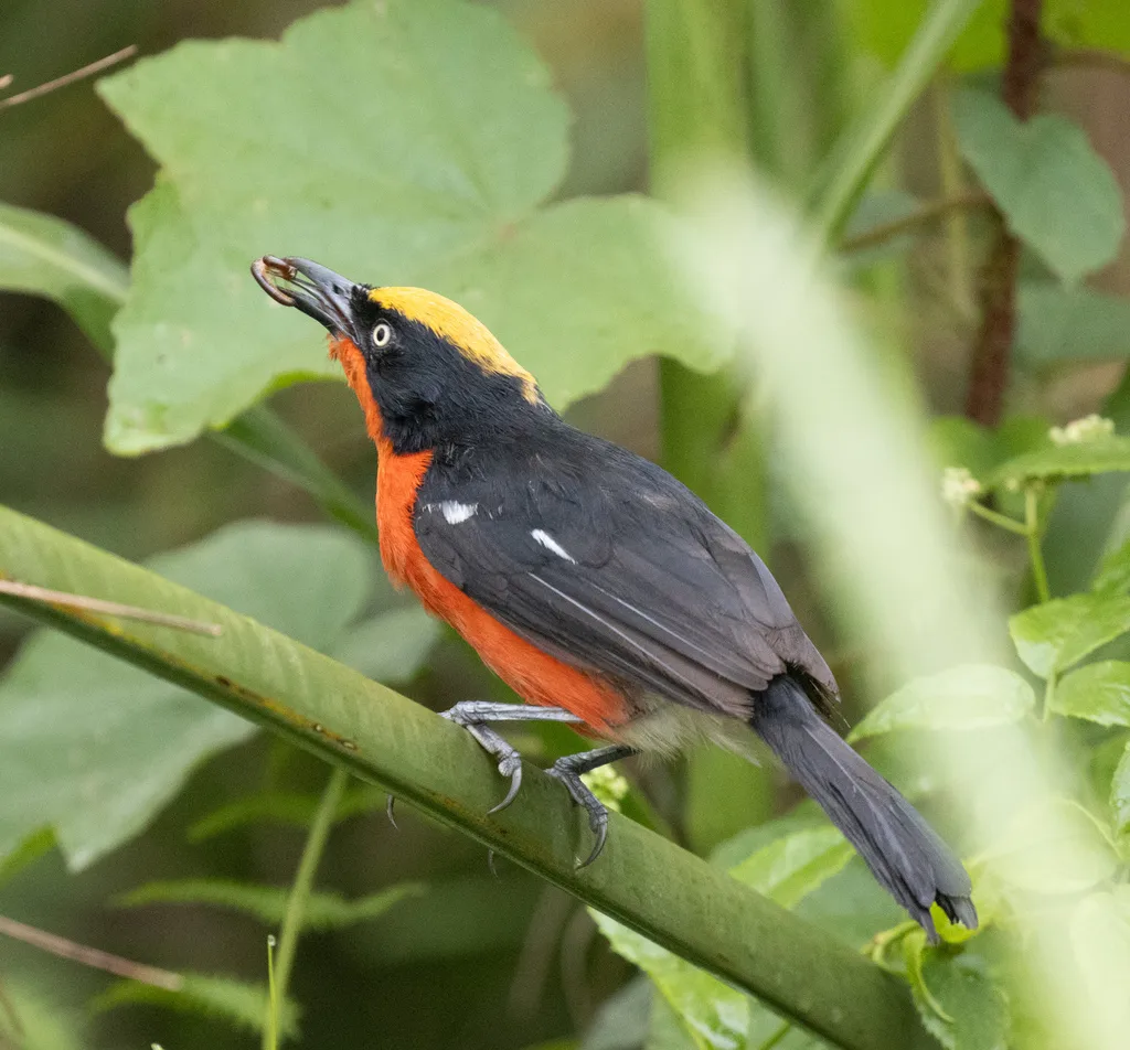穆氏黑鵙(Laniarius mufumbiri)