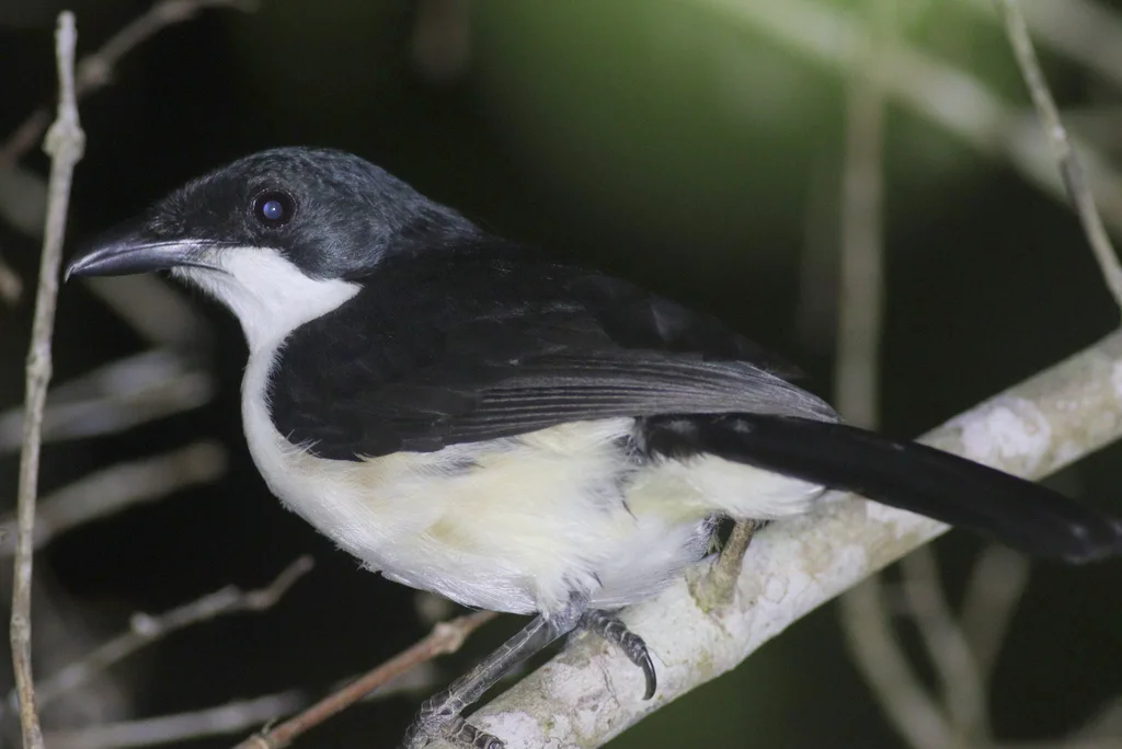 东岸黑鵙(Laniarius sublacteus)