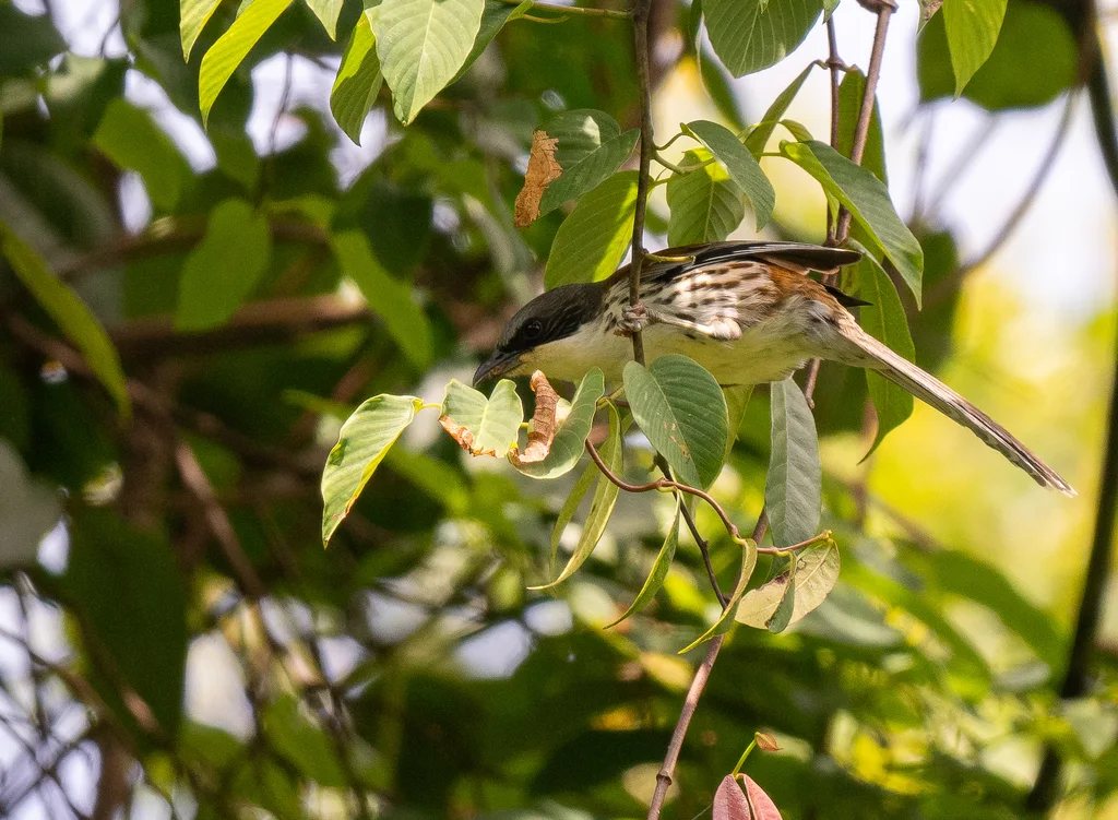 灰冠南洋鹛(Laniellus langbianis)