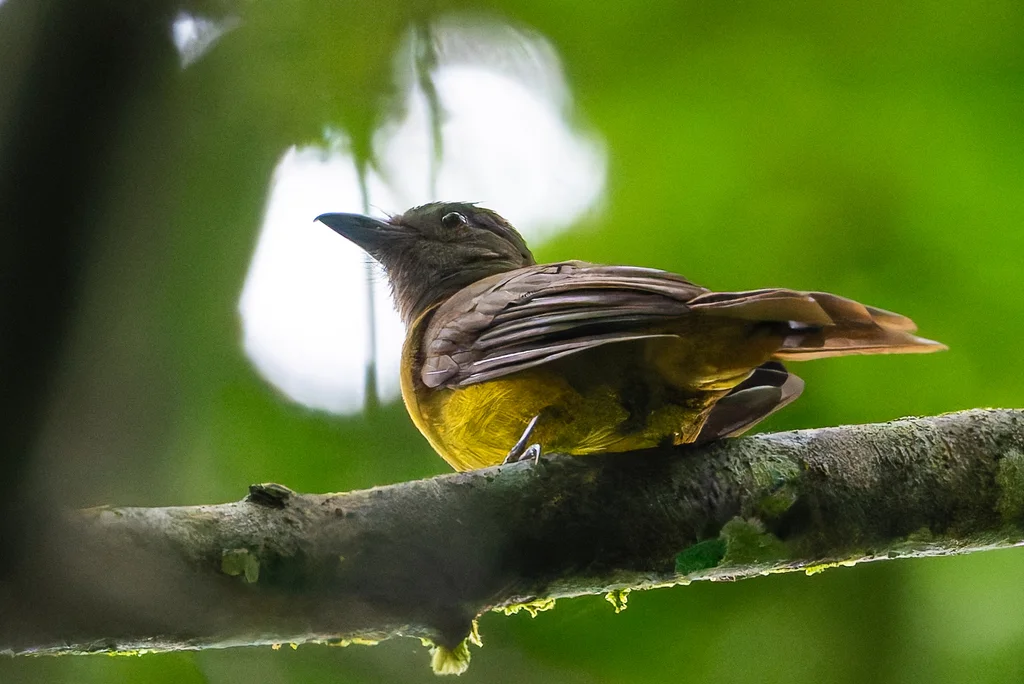 黑喉唐纳鵙(Lanio aurantius)