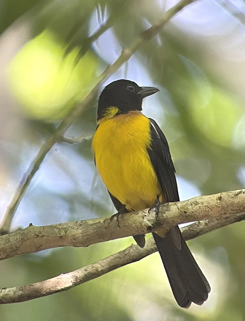 黑喉唐纳鵙(Lanio aurantius)