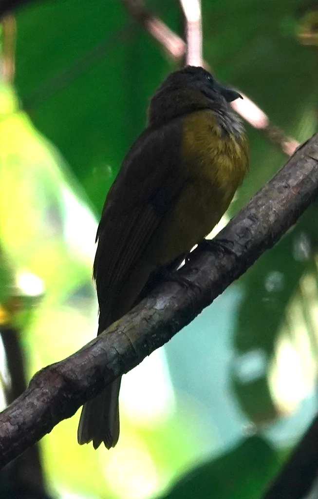 黑喉唐纳鵙(Lanio aurantius)