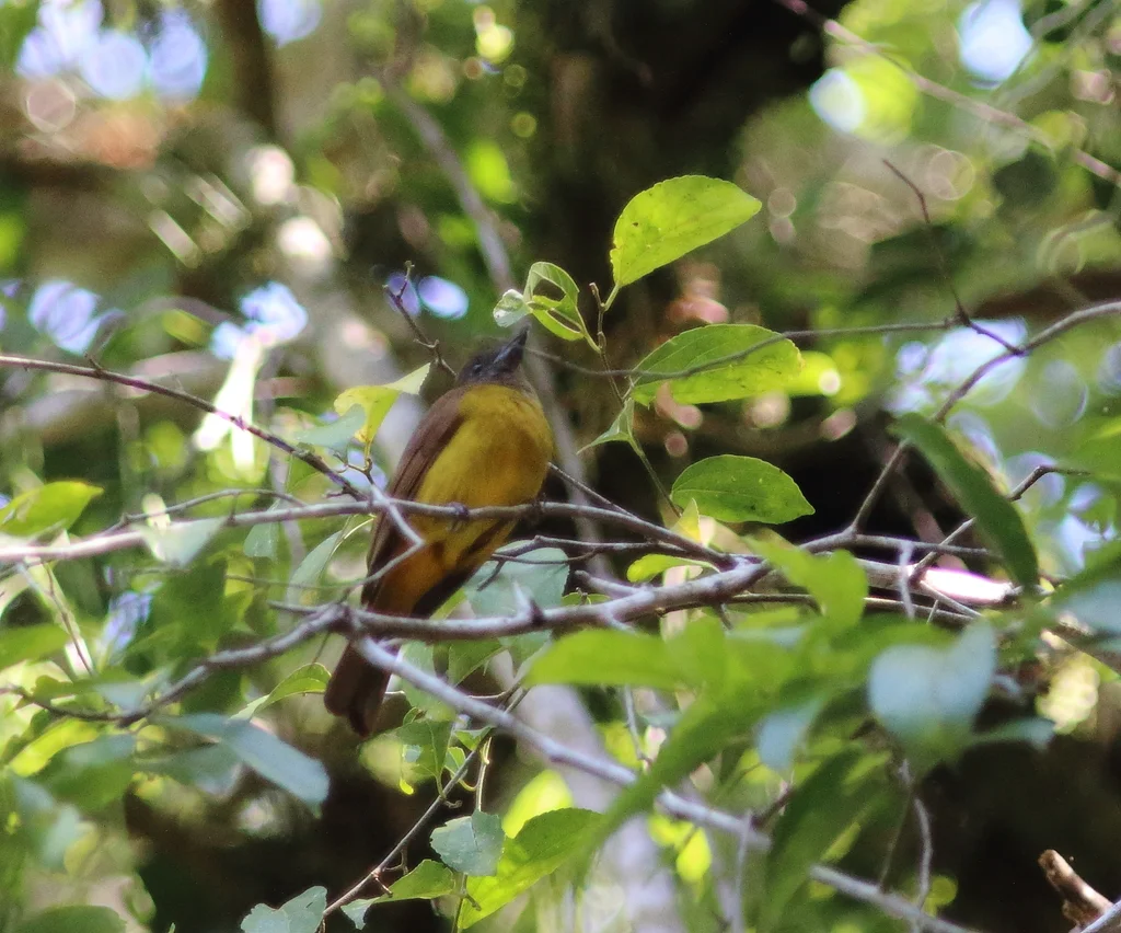 黑喉唐纳鵙(Lanio aurantius)