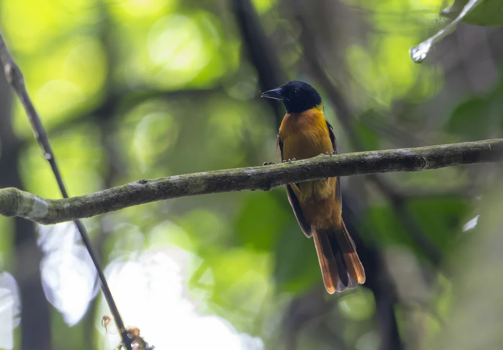暗黄唐纳鵙(Lanio fulvus)