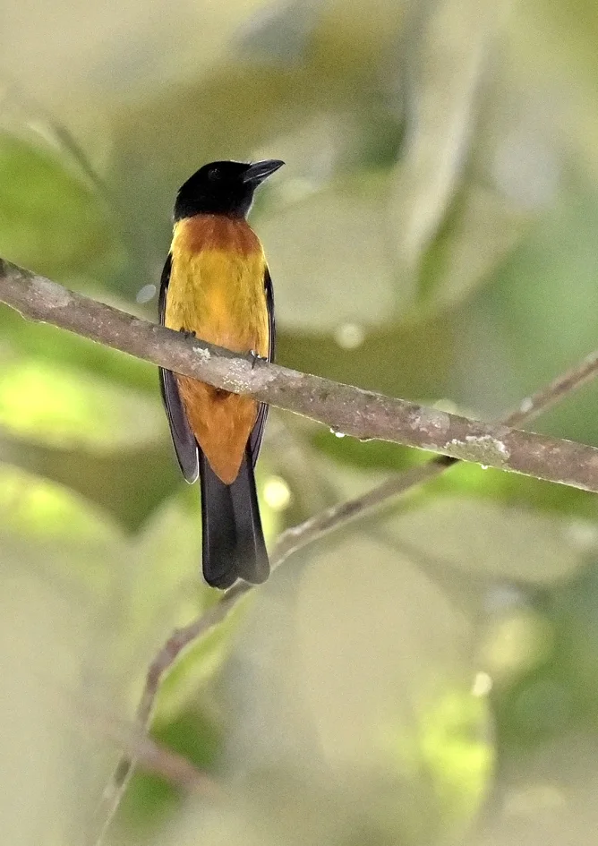 暗黄唐纳鵙(Lanio fulvus)