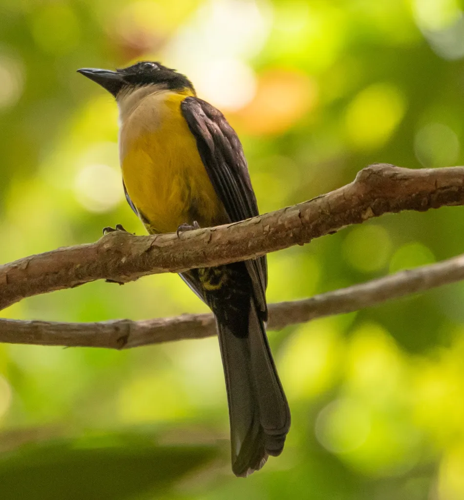 白喉唐纳鵙(Lanio leucothorax)