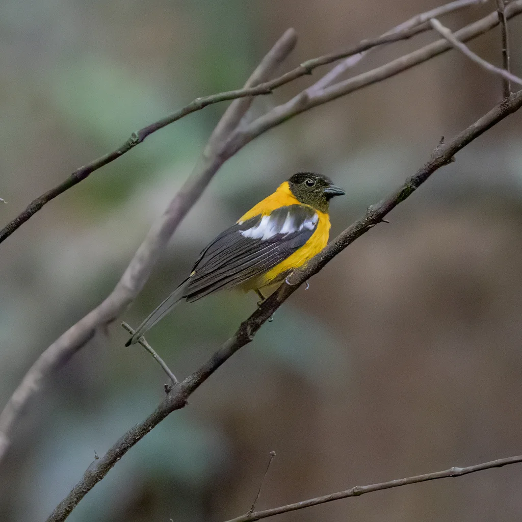 白翅唐纳鵙(Lanio versicolor)