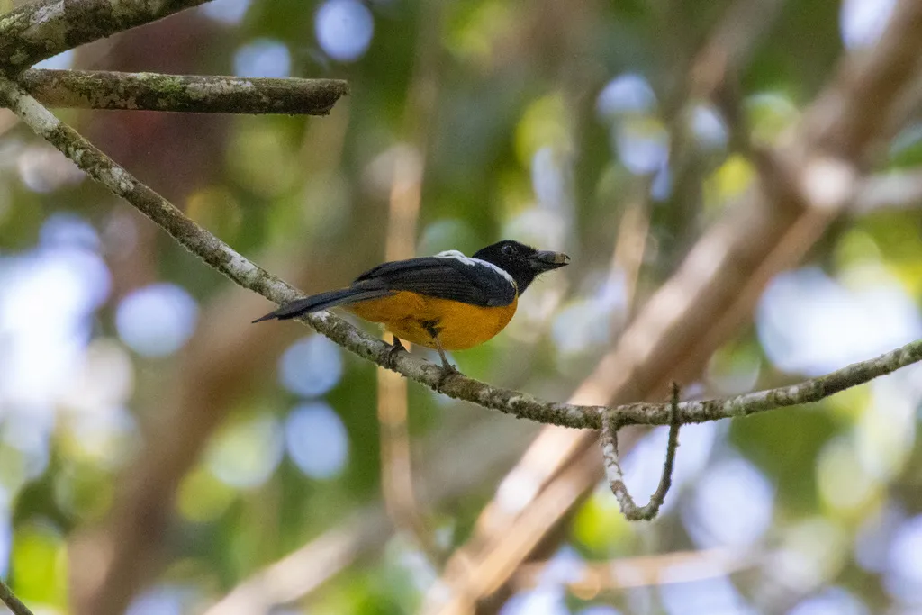 白翅唐纳鵙(Lanio versicolor)