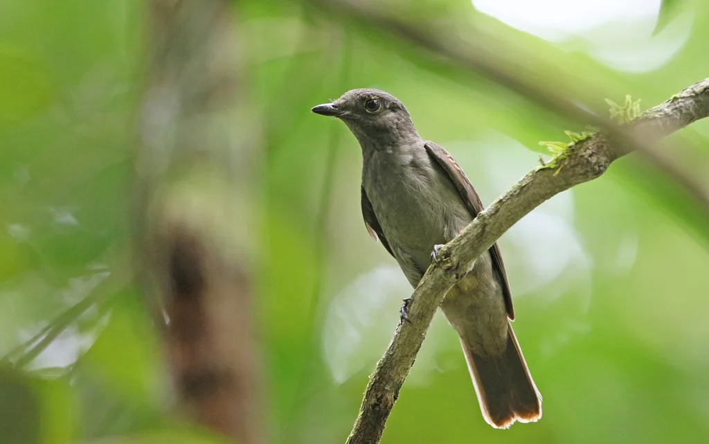 栗翅斑伞鸟(Laniocera hypopyrra)