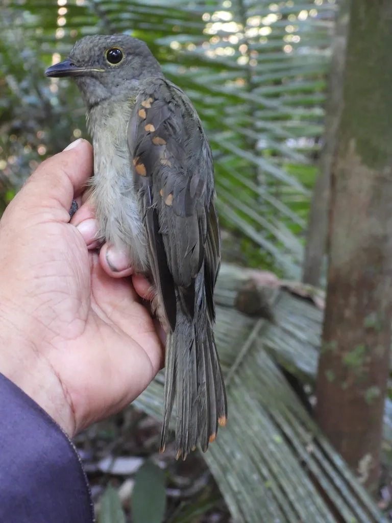 栗翅斑伞鸟(Laniocera hypopyrra)