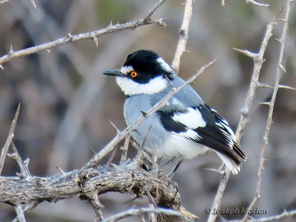 白尾鵙鹟(Lanioturdus torquatus)