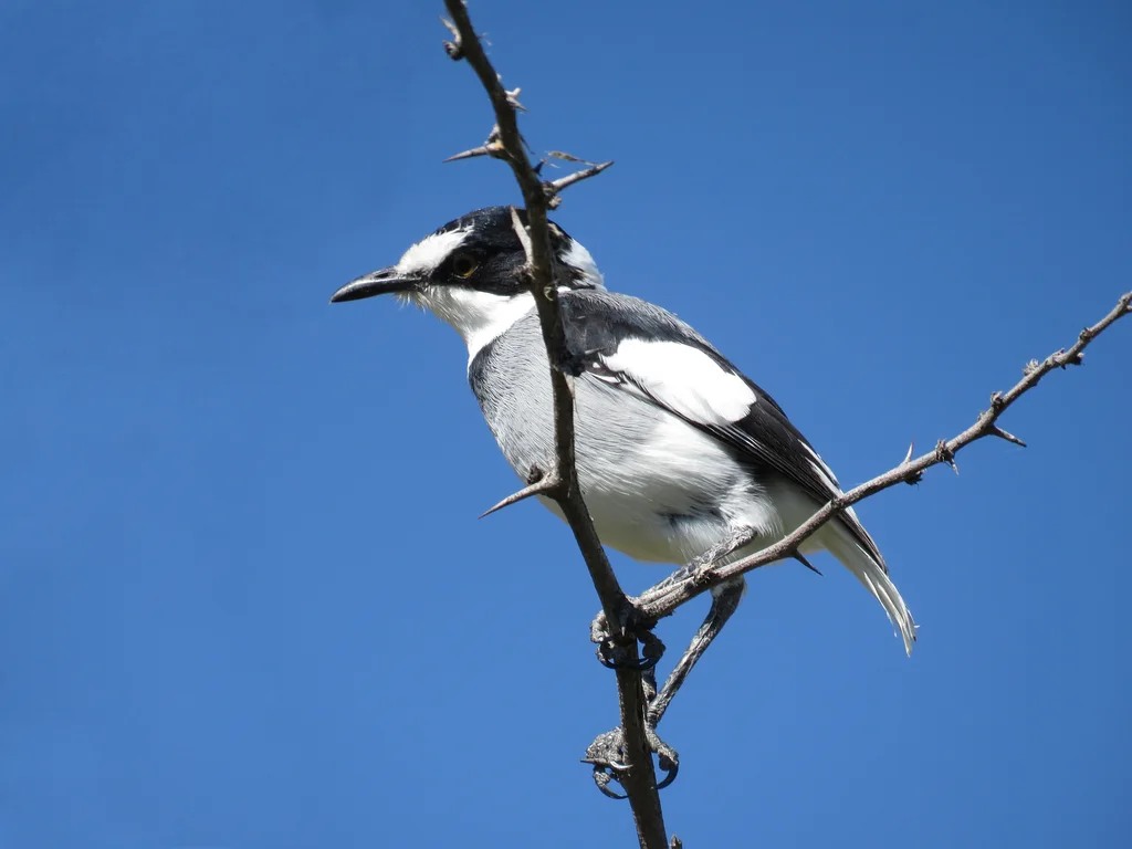 白尾鵙鹟(Lanioturdus torquatus)