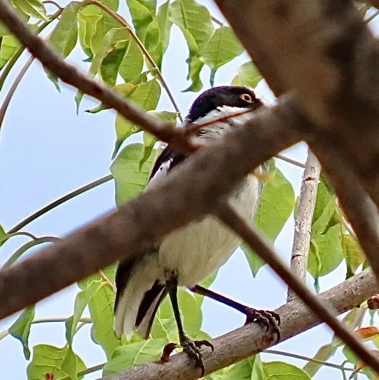 白尾鵙鹟(Lanioturdus torquatus)