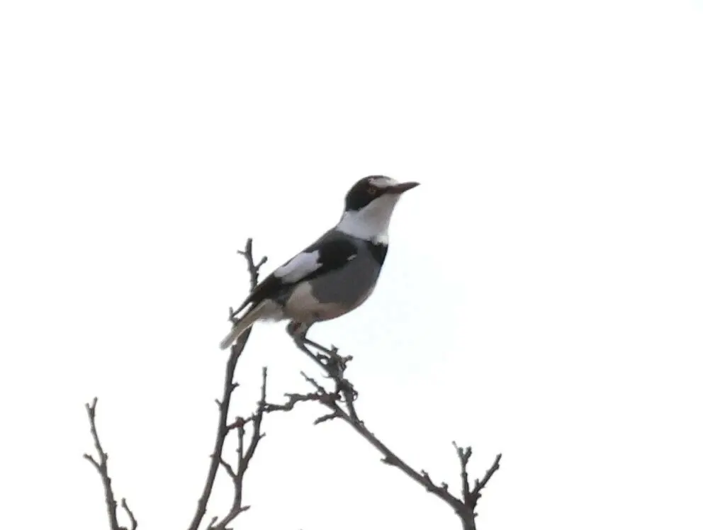 白尾鵙鹟(Lanioturdus torquatus)