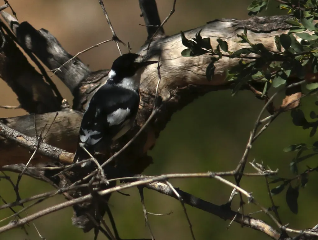 白尾鵙鹟(Lanioturdus torquatus)
