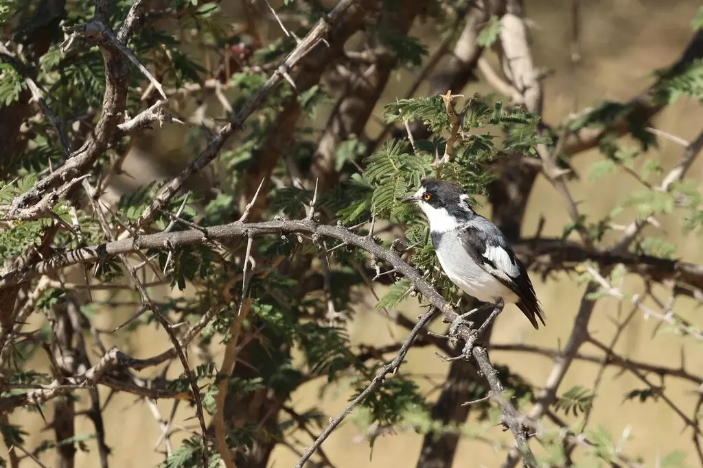 白尾鵙鹟(Lanioturdus torquatus)