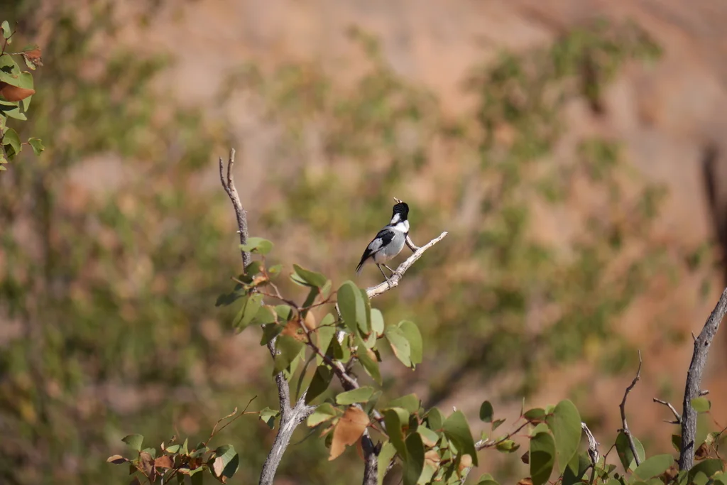 白尾鵙鹟(Lanioturdus torquatus)