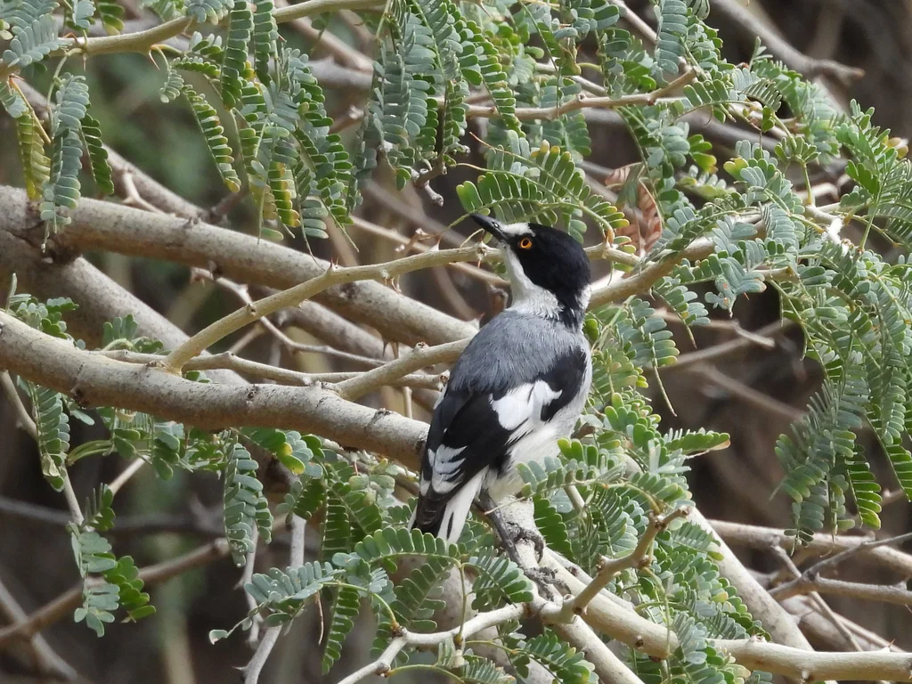 白尾鵙鹟(Lanioturdus torquatus)
