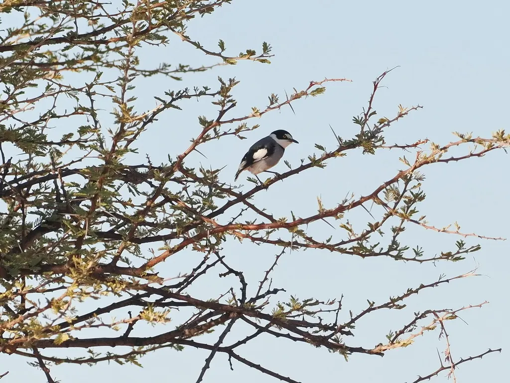 白尾鵙鹟(Lanioturdus torquatus)