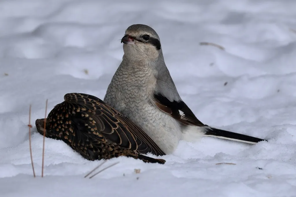灰伯劳（Lanius borealis）