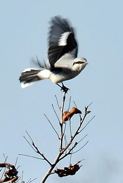 灰伯劳（Lanius borealis）