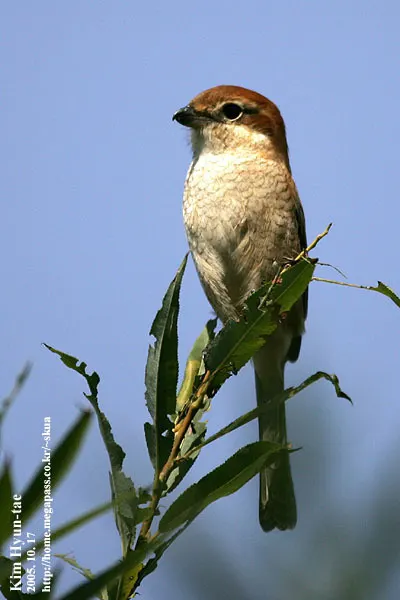 牛头伯劳(Lanius bucephalus)
