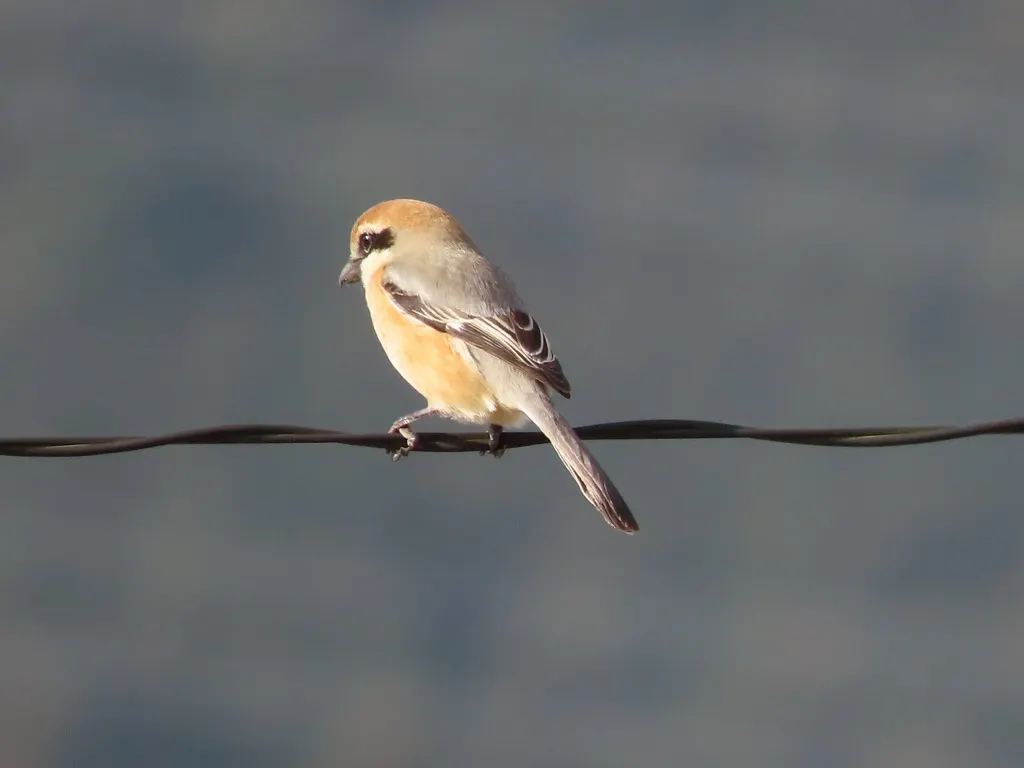 牛头伯劳(Lanius bucephalus)