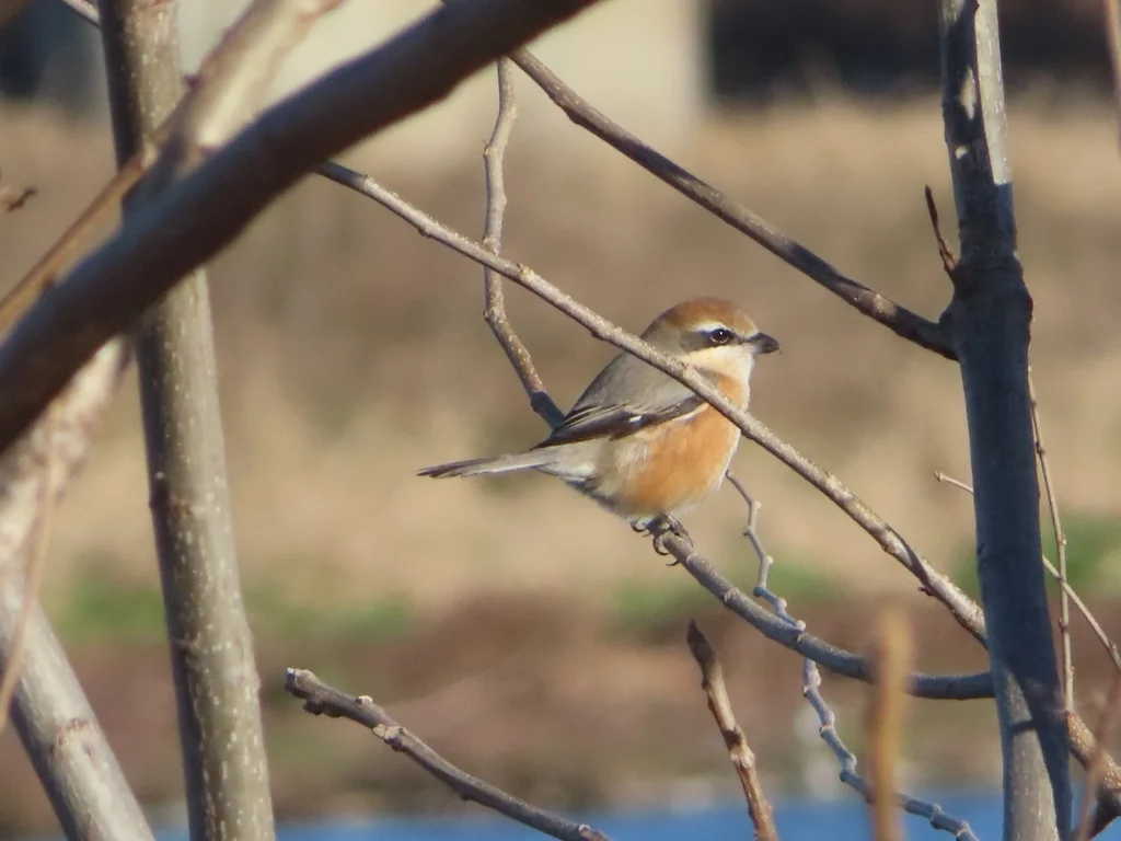 牛头伯劳(Lanius bucephalus)