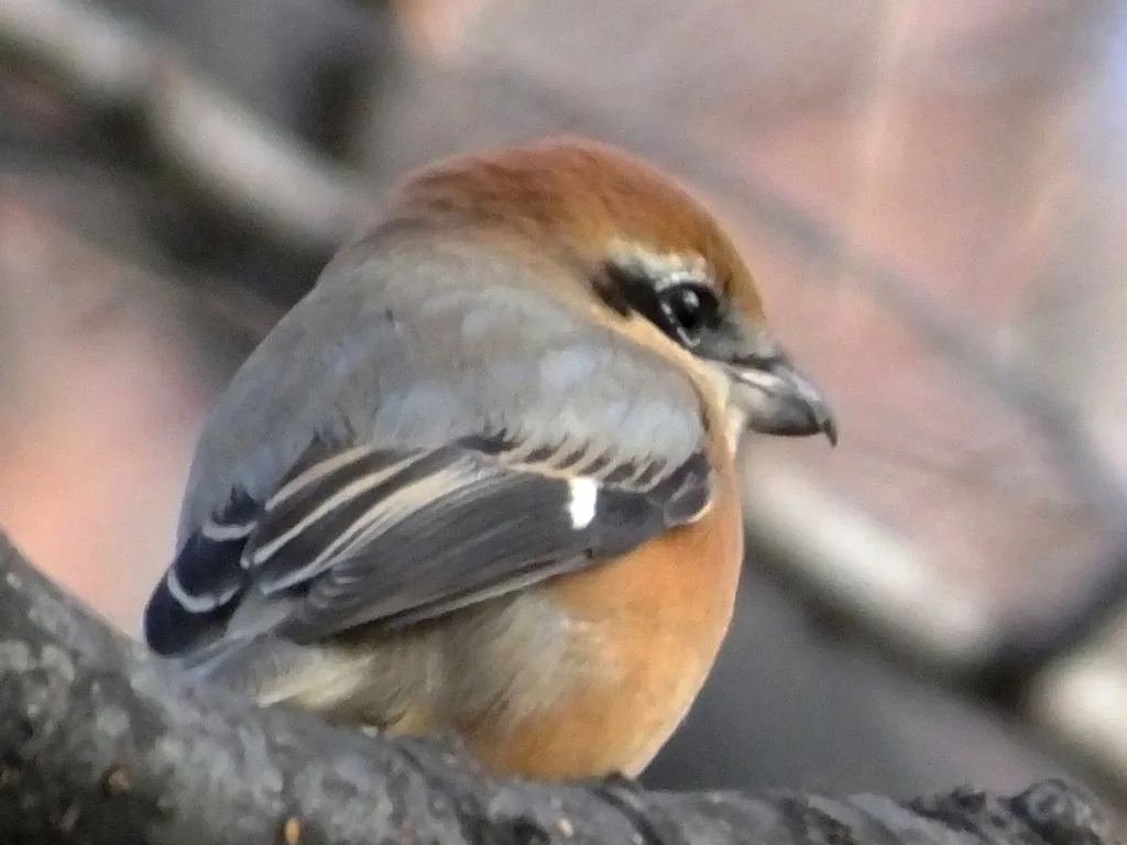 牛头伯劳(Lanius bucephalus)
