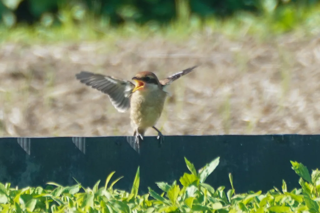 牛头伯劳(Lanius bucephalus)