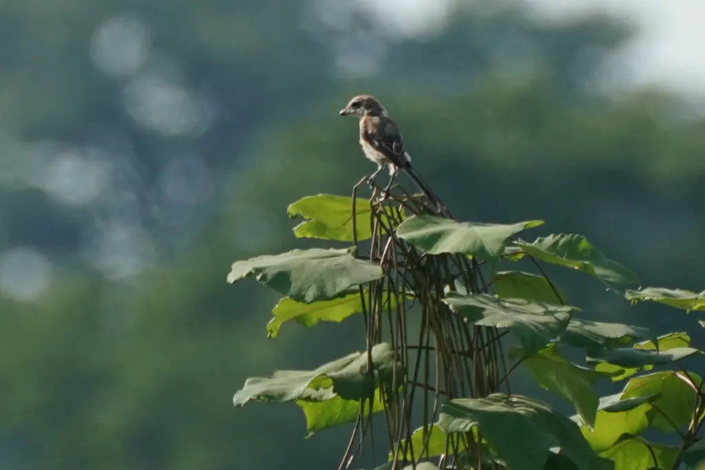 牛头伯劳(Lanius bucephalus)