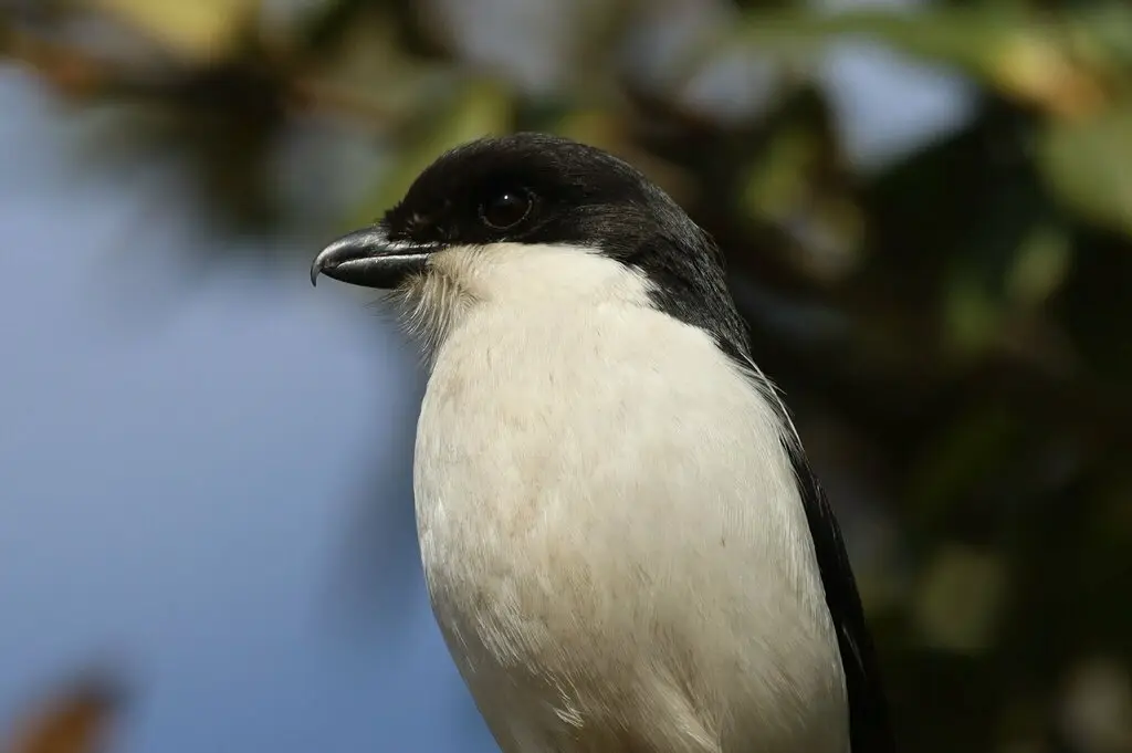 领伯劳(Lanius collaris)