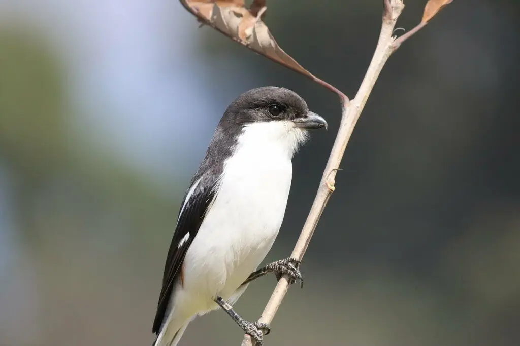 领伯劳(Lanius collaris)