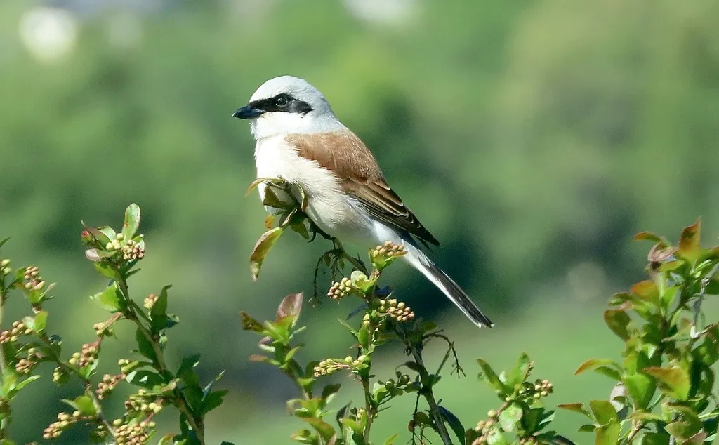 红背伯劳（Lanius collurio）
