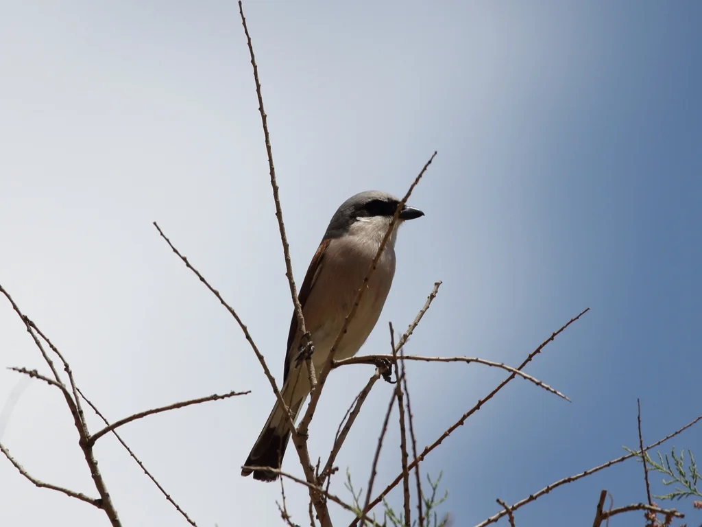 红背伯劳（Lanius collurio）