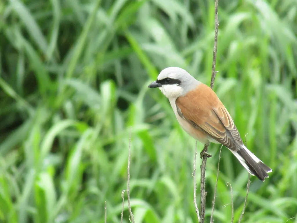 红背伯劳（Lanius collurio）